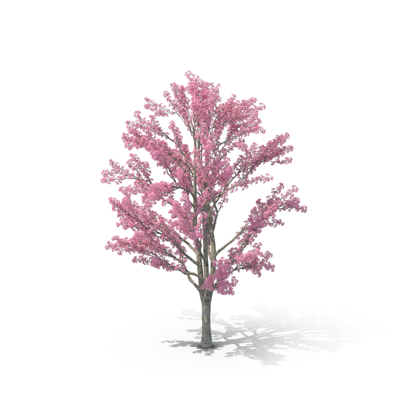 Oklahoma Redbud Tree